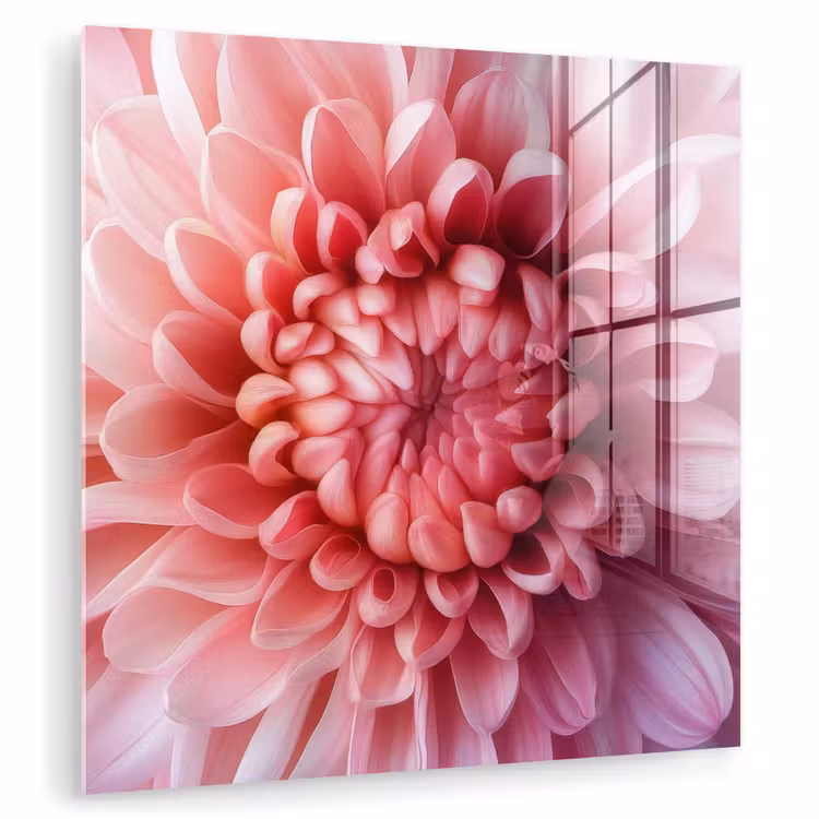 Dahlia - Bloem - Close up - Roze plexiglas 5mm klein -zzzproduct_nieuw