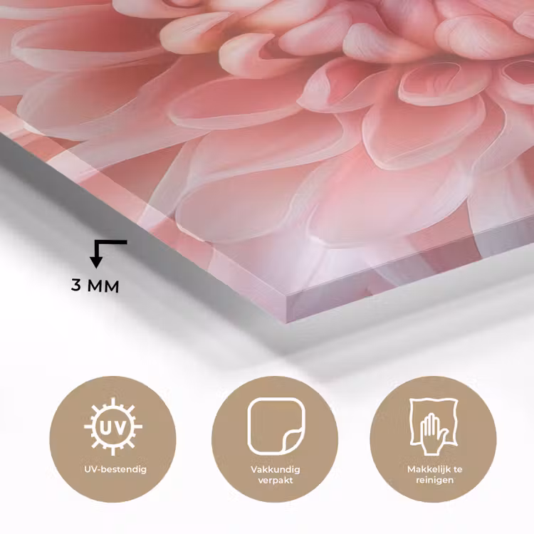 Dahlia - Bloem - Close up - Roze plexiglas 5mm klein -sfeer2