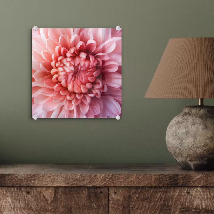 Dahlia - Bloem - Close up - Roze plexiglas 5mm klein -sfeer3
