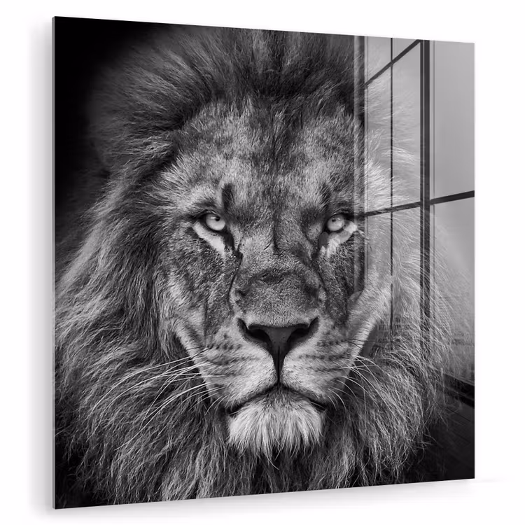 Dieren - Leeuw - Zwart - Wit - Portret plexiglas 5mm klein -zzzproduct_nieuw