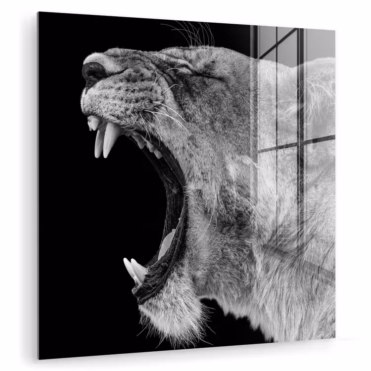 Dieren - Leeuw - Zwart - Wit - Portret plexiglas 5mm klein -zzzproduct_nieuw