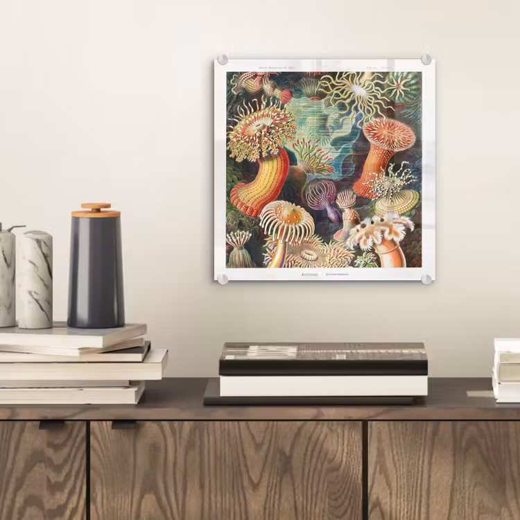 Ernst Haeckel - Anemoon - Retro - Natuur - Planten - Zee plexiglas 5mm klein -sfeer1