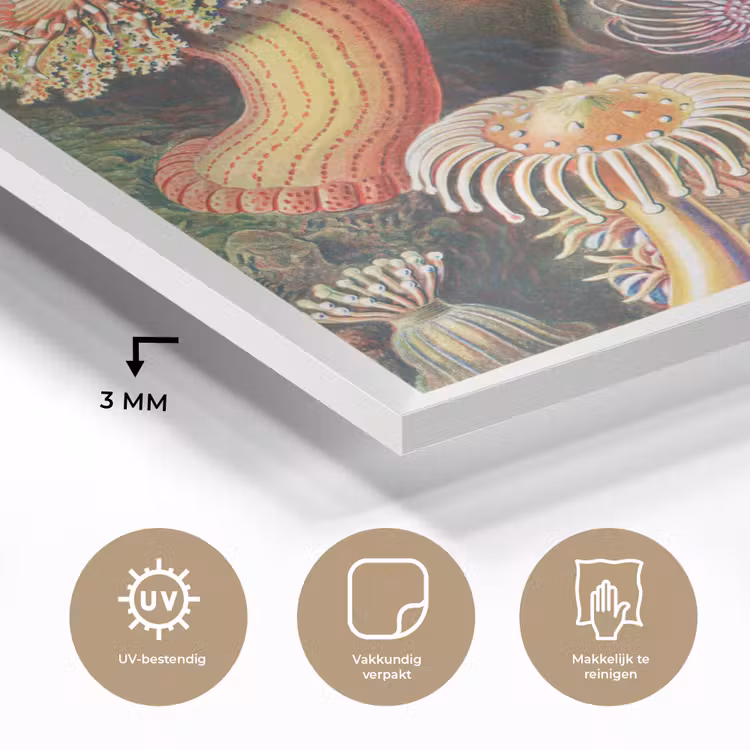 Ernst Haeckel - Anemoon - Retro - Natuur - Planten - Zee plexiglas 5mm klein -sfeer2