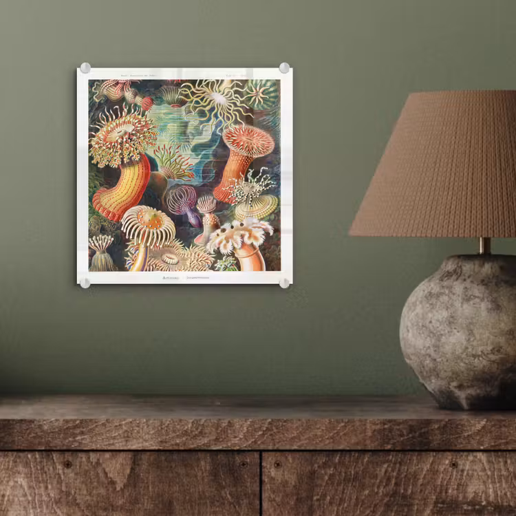 Ernst Haeckel - Anemoon - Retro - Natuur - Planten - Zee plexiglas 5mm klein -sfeer3