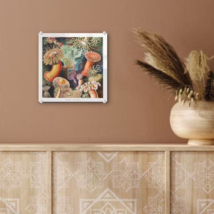Ernst Haeckel - Anemoon - Retro - Natuur - Planten - Zee plexiglas 5mm klein -sfeer5