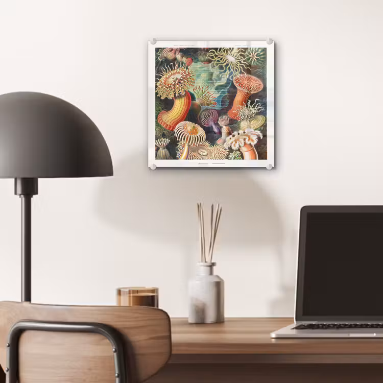 Ernst Haeckel - Anemoon - Retro - Natuur - Planten - Zee plexiglas 5mm klein -sfeer6