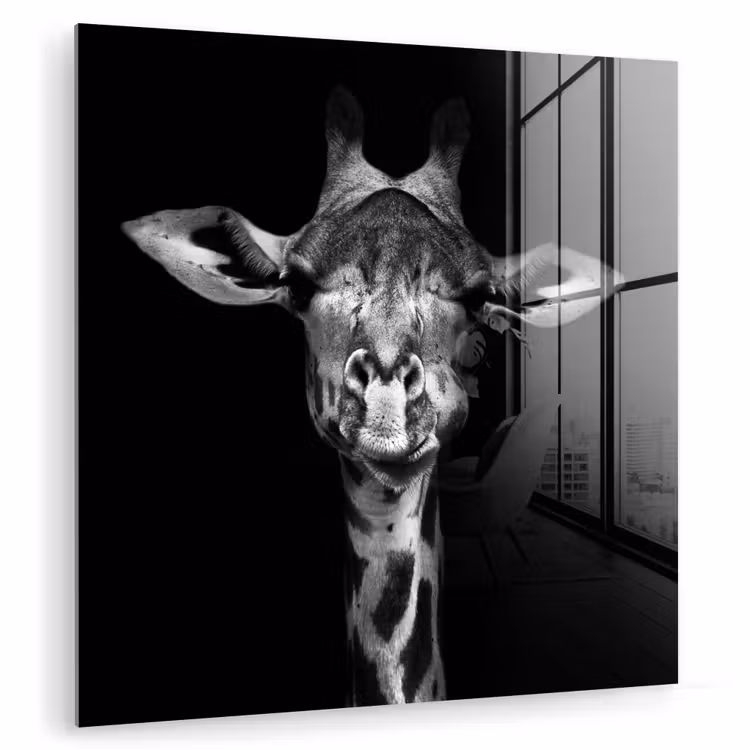 Giraffe - Portret - Dieren - Zwart - Wit plexiglas 5mm klein -zzzproduct_nieuw