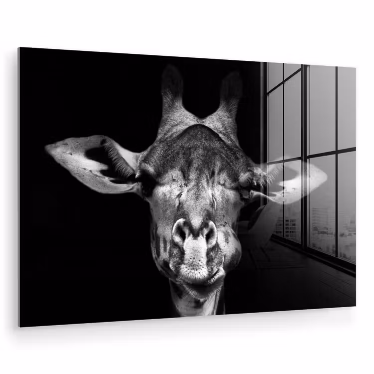 Giraffe - Portret - Dieren - Zwart - Wit plexiglas 5mm klein -zzzproduct_nieuw