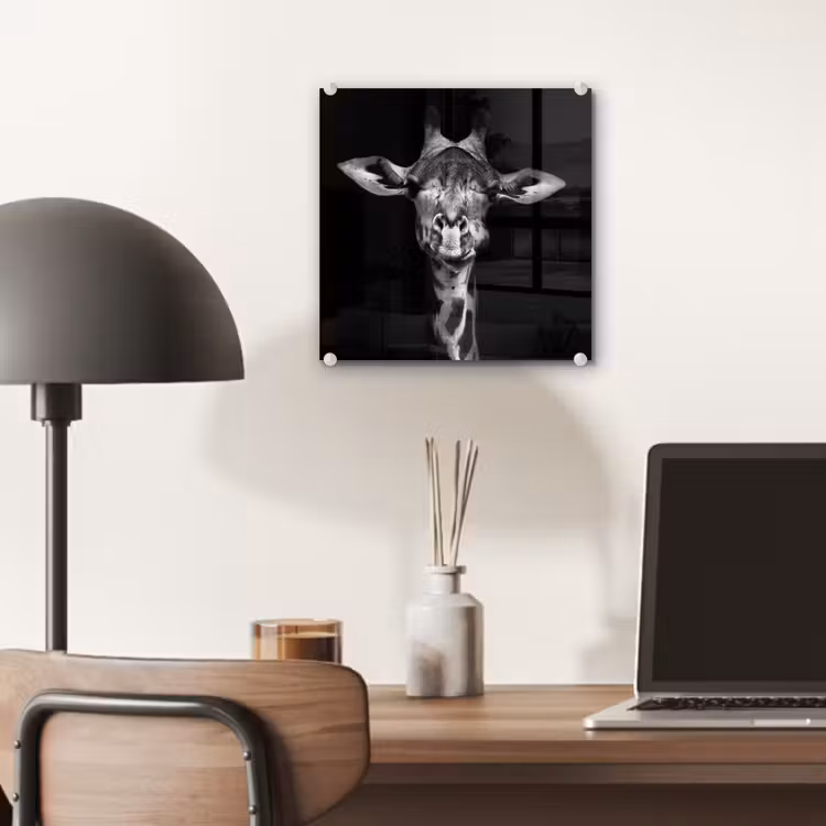 Giraffe - Portret - Dieren - Zwart - Wit plexiglas 5mm klein -sfeer6