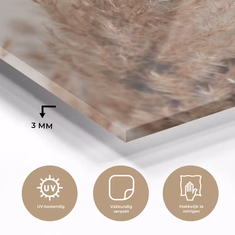 Gras - Planten - Natuur - Pampasgras plexiglas 5mm klein -sfeer2