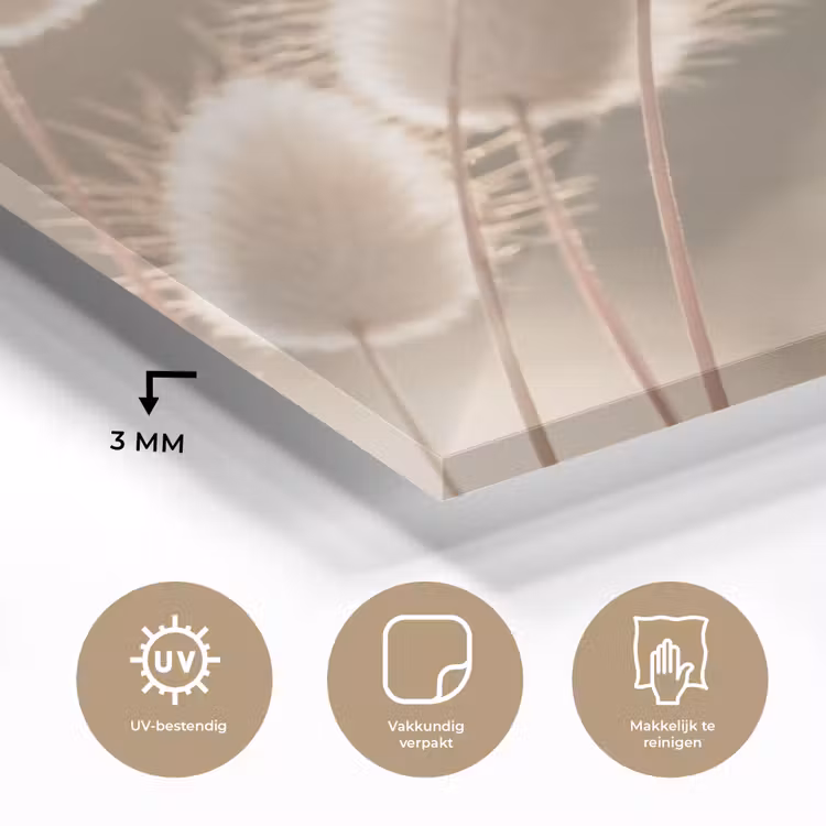 Hazestaartgras - Wit - Zonlicht plexiglas 5mm klein -sfeer2
