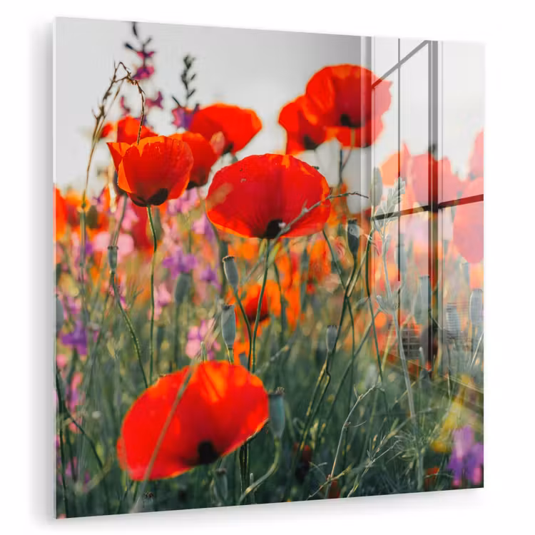Klaproos - Bloemen - Rood - Paars - Weide plexiglas 5mm klein -zzzproduct_nieuw