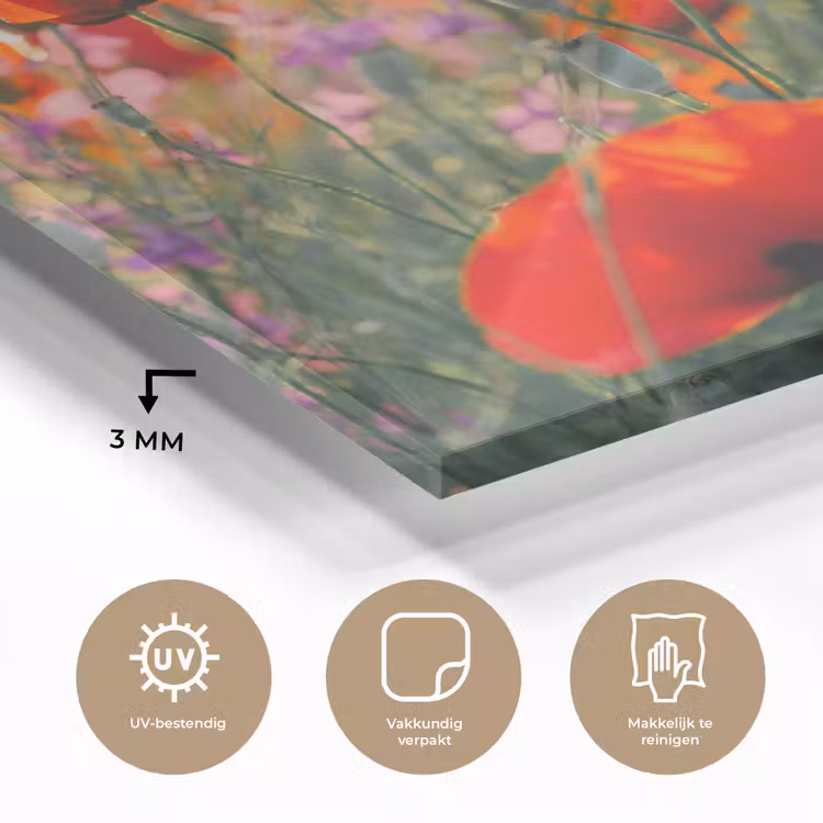 Klaproos - Bloemen - Rood - Paars - Weide plexiglas 5mm klein -sfeer2