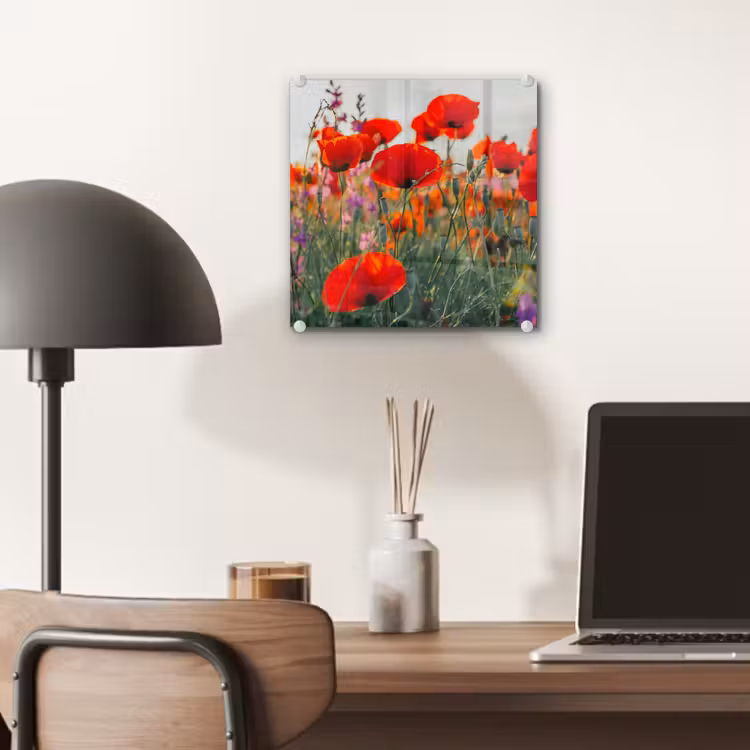 Klaproos - Bloemen - Rood - Paars - Weide plexiglas 5mm klein -sfeer6