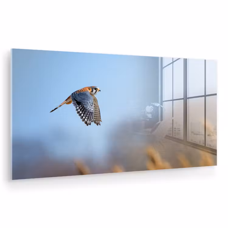 Kleurrijke valk aan het vliegen plexiglas 5mm klein -zzzproduct_nieuw