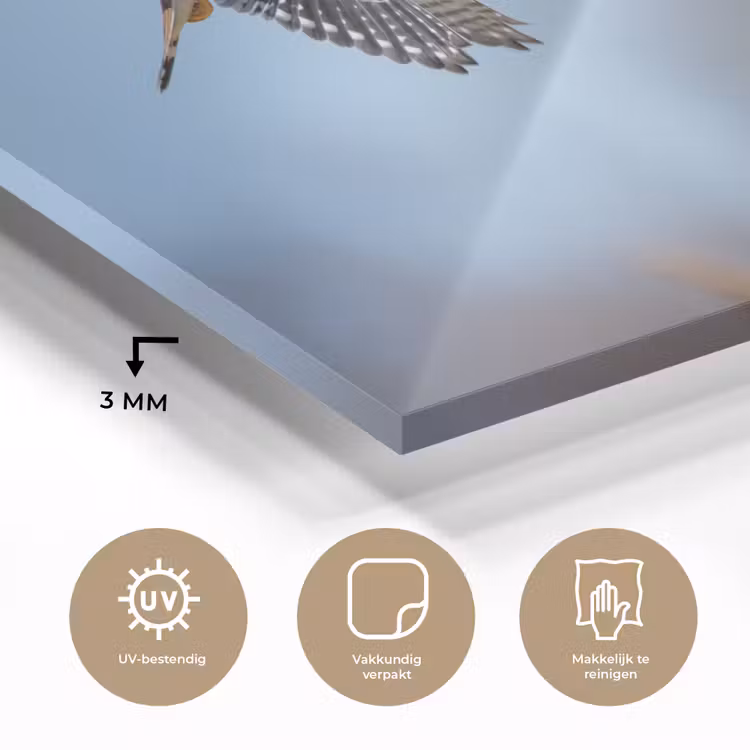 Kleurrijke valk aan het vliegen plexiglas 5mm klein -sfeer2