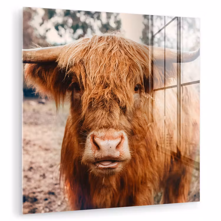 Koe- Schotse hooglander - Hoorns - Bruin - Landschap plexiglas 5mm klein -zzzproduct_nieuw