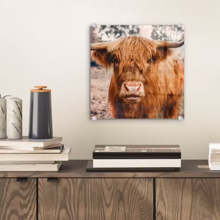 Koe- Schotse hooglander - Hoorns - Bruin - Landschap plexiglas 5mm klein -sfeer1