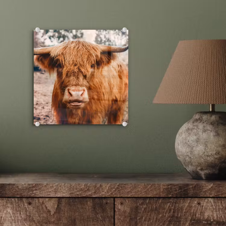 Koe- Schotse hooglander - Hoorns - Bruin - Landschap plexiglas 5mm klein -sfeer3