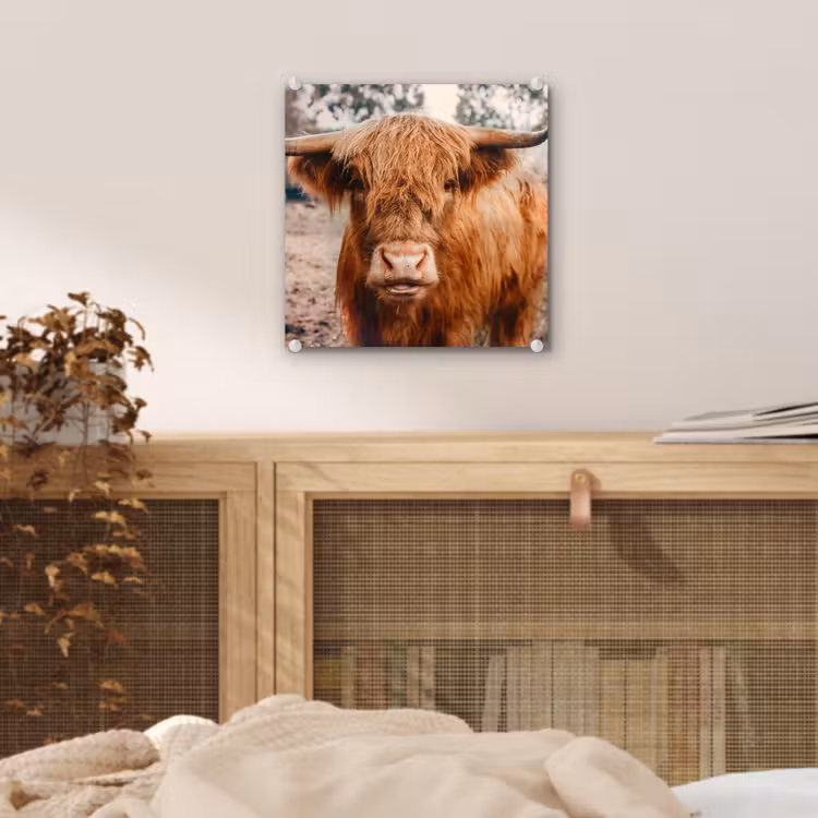 Koe- Schotse hooglander - Hoorns - Bruin - Landschap plexiglas 5mm klein -sfeer4