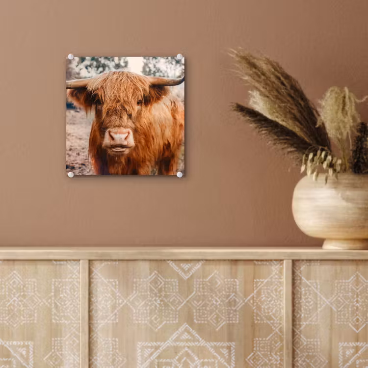 Koe- Schotse hooglander - Hoorns - Bruin - Landschap plexiglas 5mm klein -sfeer5