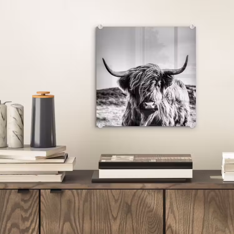 Koe - Schotse hooglander - Zwart - Wit - Dier - Natuur - Wild plexiglas 5mm klein -sfeer1