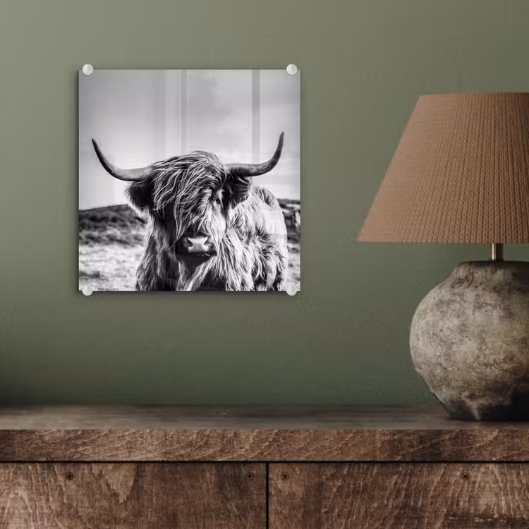 Koe - Schotse hooglander - Zwart - Wit - Dier - Natuur - Wild plexiglas 5mm klein -sfeer3