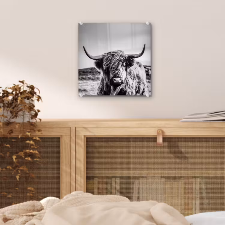 Koe - Schotse hooglander - Zwart - Wit - Dier - Natuur - Wild plexiglas 5mm klein -sfeer4