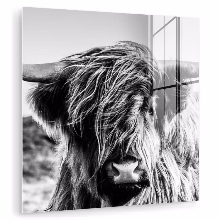 Koe - Schotse hooglander - Zwart - Wit - Dier - Natuur - Wild plexiglas 5mm klein -zzzproduct_nieuw