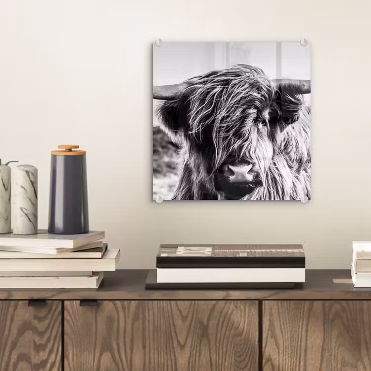 Koe - Schotse hooglander - Zwart - Wit - Dier - Natuur - Wild plexiglas 5mm klein -sfeer1