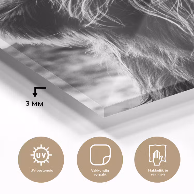 Koe - Schotse hooglander - Zwart - Wit - Dier - Natuur - Wild plexiglas 5mm klein -sfeer2