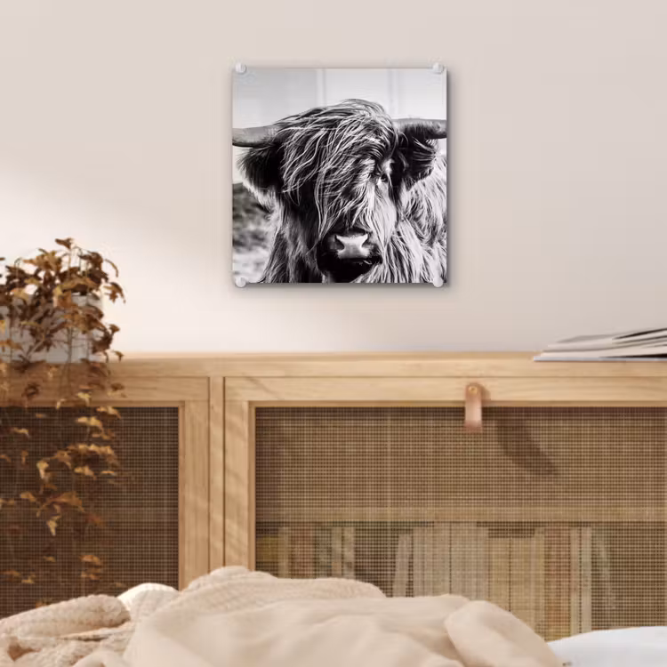 Koe - Schotse hooglander - Zwart - Wit - Dier - Natuur - Wild plexiglas 5mm klein -sfeer4