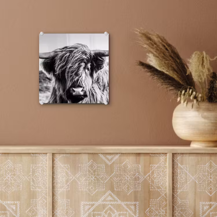 Koe - Schotse hooglander - Zwart - Wit - Dier - Natuur - Wild plexiglas 5mm klein -sfeer5