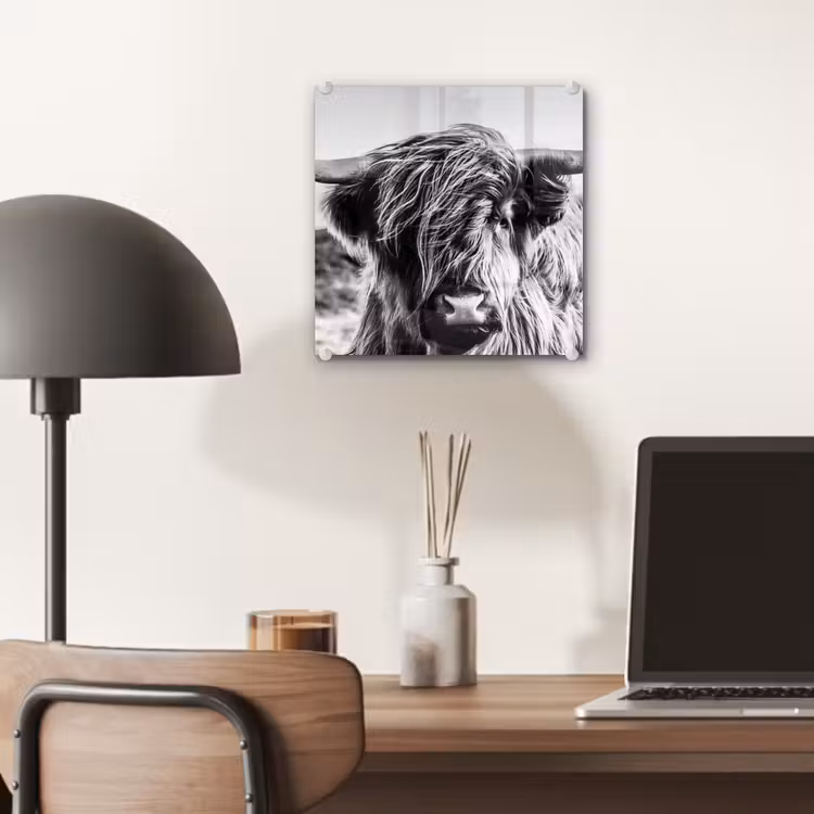 Koe - Schotse hooglander - Zwart - Wit - Dier - Natuur - Wild plexiglas 5mm klein -sfeer6
