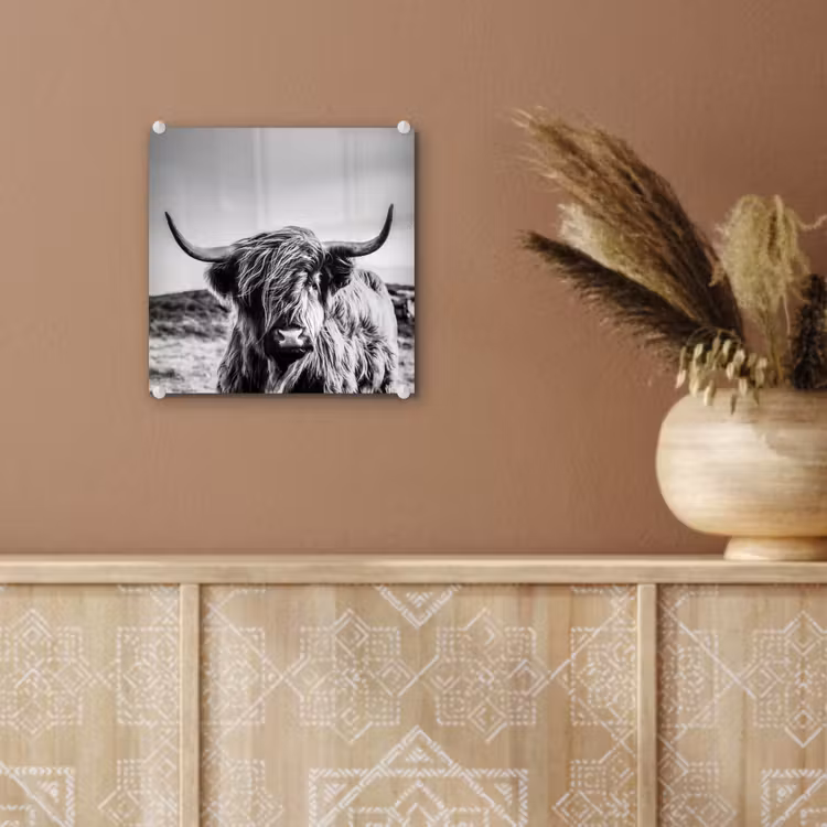 Koe - Schotse hooglander - Zwart - Wit - Dier - Natuur - Wild plexiglas 5mm klein -sfeer5