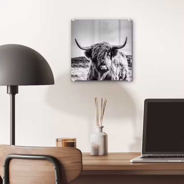 Koe - Schotse hooglander - Zwart - Wit - Dier - Natuur - Wild plexiglas 5mm klein -sfeer6