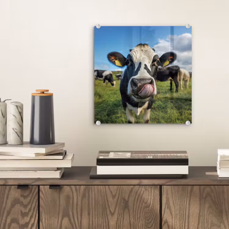 Koe - Tong - Weide plexiglas 5mm klein -sfeer1