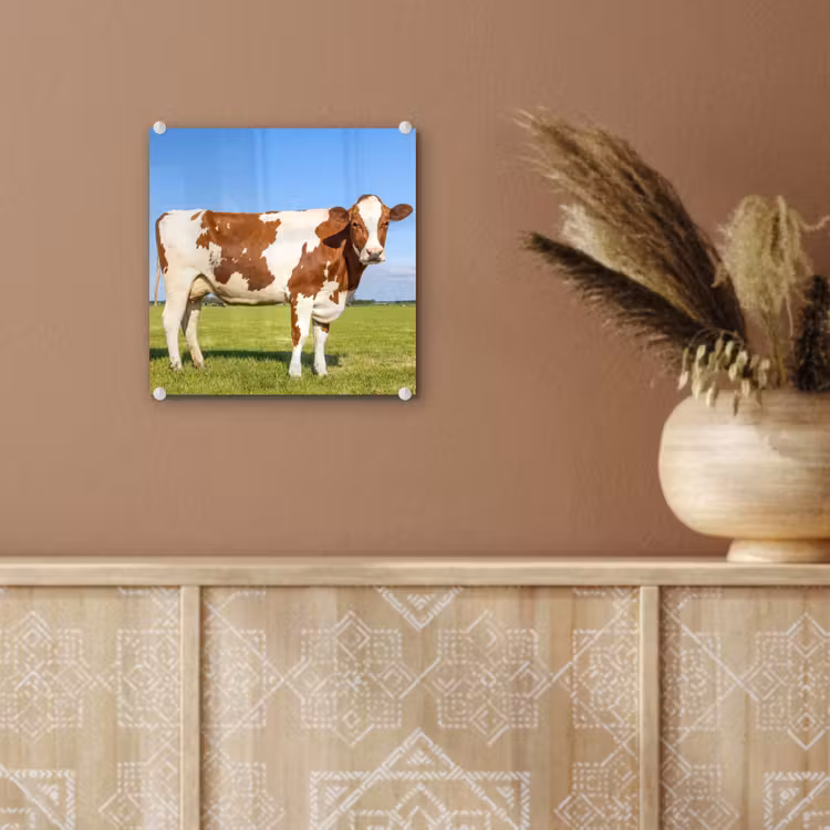 Koeien - Boerderij - Gras- Natuur - Dieren plexiglas 5mm klein -sfeer5