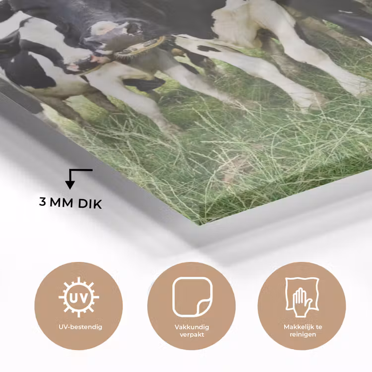 Koeien - Gras - Lente - Dieren - Weiland - Boerderij plexiglas 5mm klein -sfeer2