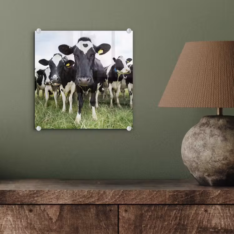 Koeien - Gras - Lente - Dieren - Weiland - Boerderij plexiglas 5mm klein -sfeer3