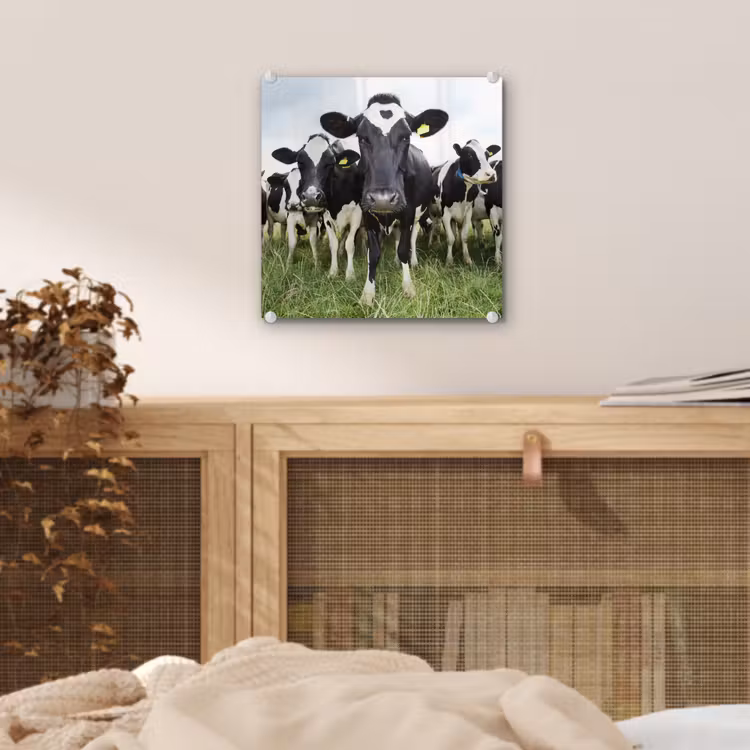 Koeien - Gras - Lente - Dieren - Weiland - Boerderij plexiglas 5mm klein -sfeer4