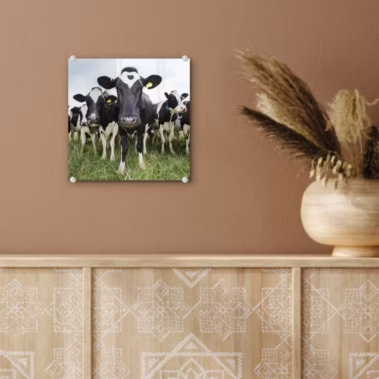 Koeien - Gras - Lente - Dieren - Weiland - Boerderij plexiglas 5mm klein -sfeer5
