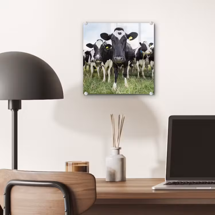 Koeien - Gras - Lente - Dieren - Weiland - Boerderij plexiglas 5mm klein -sfeer6