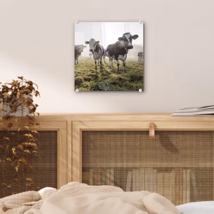 Koeien - Licht - Gras - Dieren plexiglas 5mm klein -sfeer4