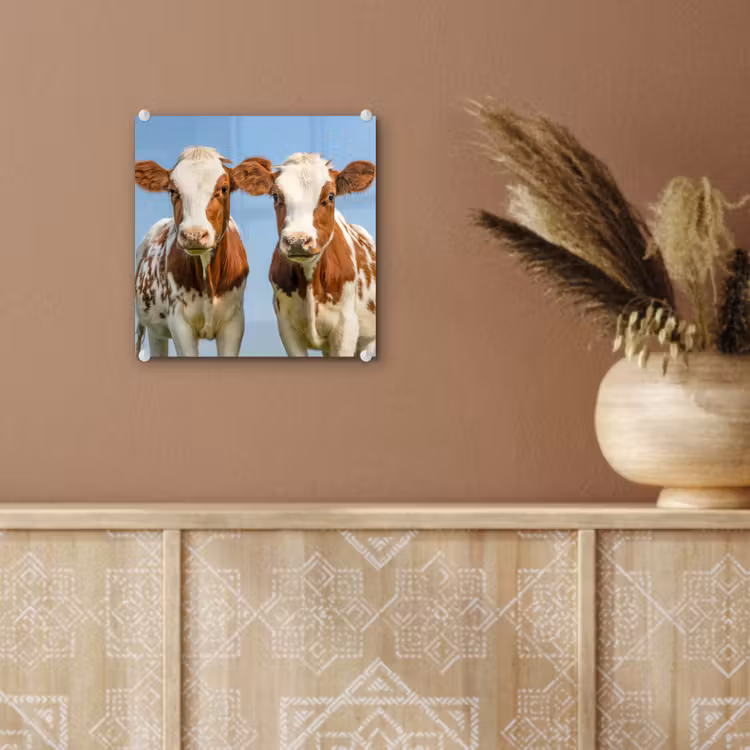 Koeien - Lucht - Dieren - Boerderij - Portret plexiglas 5mm klein -sfeer5