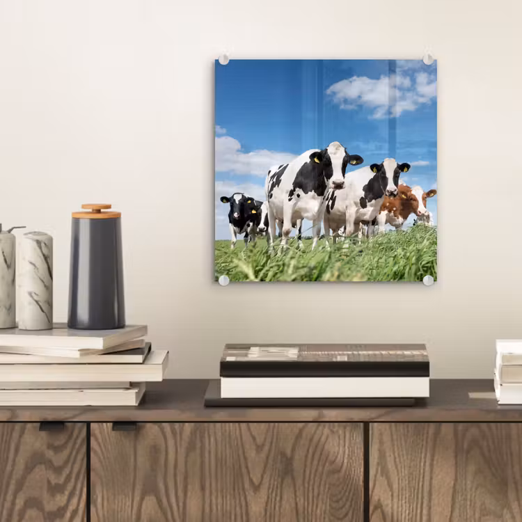 Koeien - Platteland - Weiland - Natuur - Dieren plexiglas 5mm klein -sfeer1