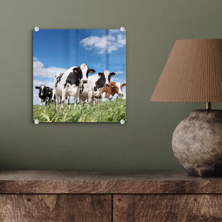 Koeien - Platteland - Weiland - Natuur - Dieren plexiglas 5mm klein -sfeer3