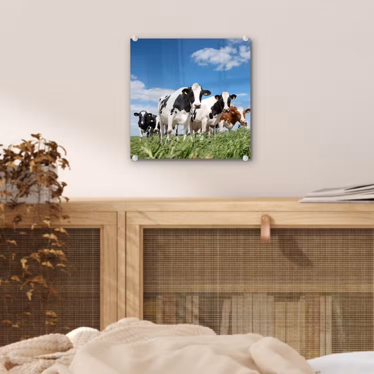 Koeien - Platteland - Weiland - Natuur - Dieren plexiglas 5mm klein -sfeer4