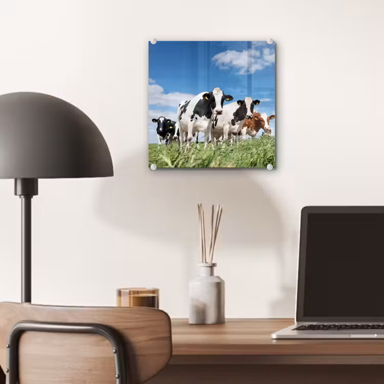 Koeien - Platteland - Weiland - Natuur - Dieren plexiglas 5mm klein -sfeer6