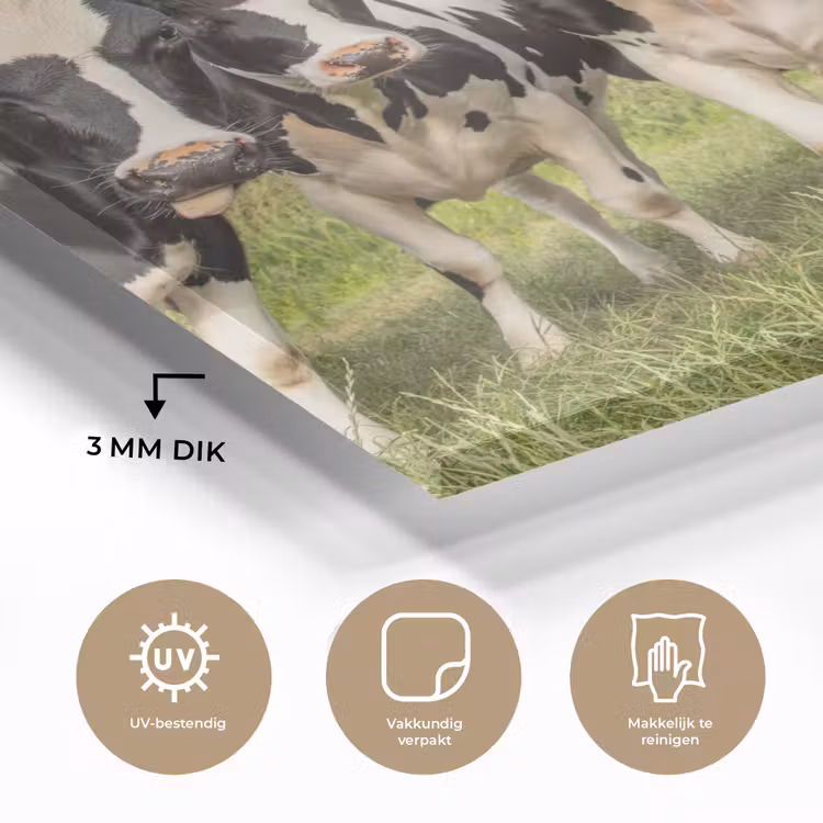 Koeien - Weiland - Dieren - Natuur - Gras plexiglas 5mm klein -sfeer2